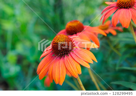Orange echinacea flowers blooming vibrantly in a summer garden Orange echinacea flowers blooming vibrantly in a summer garden 128299495