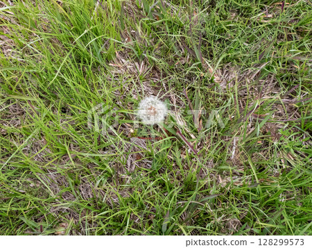 Grass and dandelion fluff 128299573