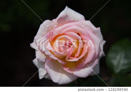 Yuri no Sato Park 128299590