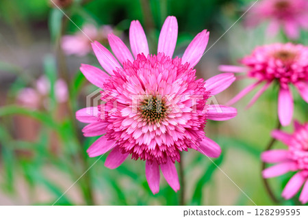 Orange echinacea flowers blooming vibrantly in a summer garden 128299595