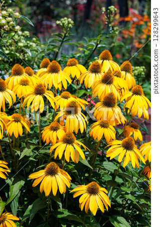 Yellow echinacea flowers blooming in a summer garden 128299643