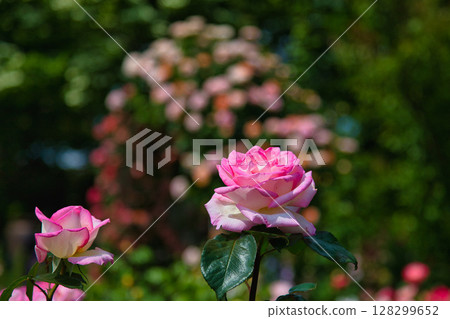 Yuri no Sato Park 128299652