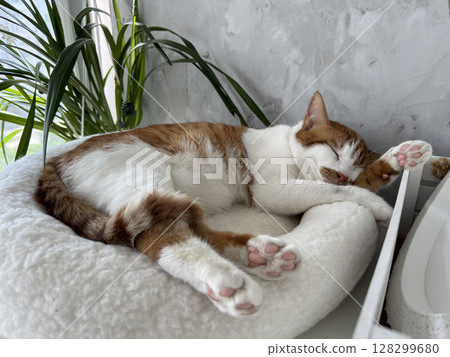A ginger and white cat sleeping in a pet bed. A ginger and white cat sleeping in a pet bed. 128299680