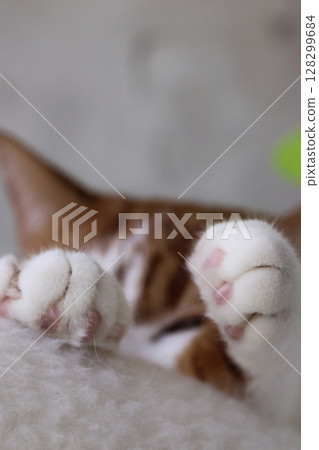 A squinting cat eye framed between outstretched front paws. Focus on the paws. Ginger and white cat. Close-up. A squinting cat eye framed between outstretched front paws. Focus on the paws. Ginger and white cat. Close-up. 128299684