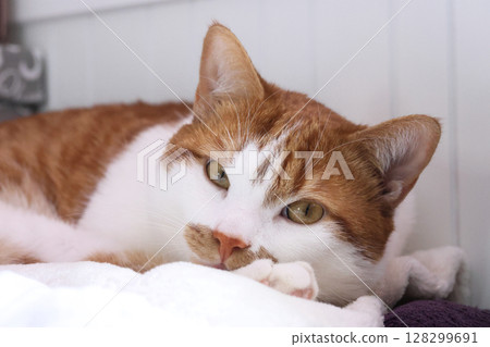 A ginger and white cat looking at the camera with a thoughtful expression. A ginger and white cat looking at the camera with a thoughtful expression. 128299691