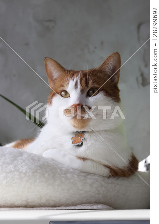 The cat is sitting with a thoughtful look. The cat is ginger with white patches. Close-up. 128299692