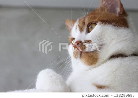The cat is sitting with a thoughtful look. The cat is ginger with white patches. Close-up. The cat is sitting with a thoughtful look. The cat is ginger with white patches. Close-up. 128299693
