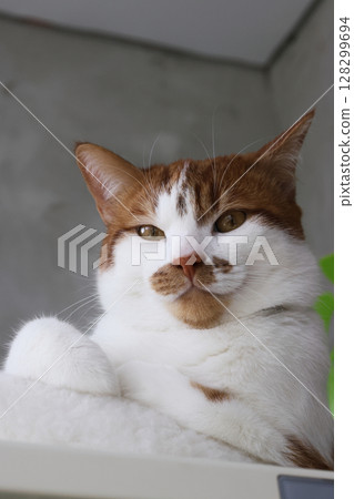 A ginger and white cat looking at the camera with a thoughtful expression. 128299694
