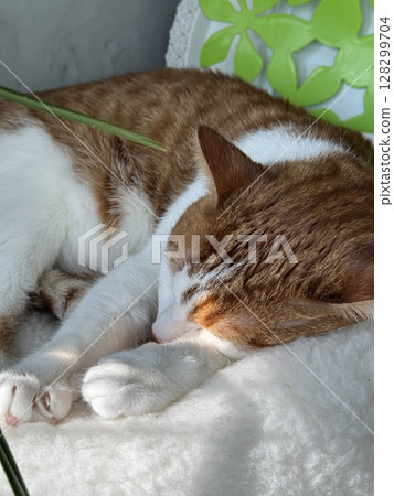 Cat sleeping curled up. Red and white cat. Close-up. 128299704