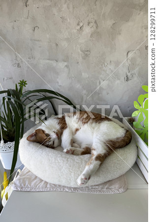 A ginger and white cat resting in a bed. 128299711