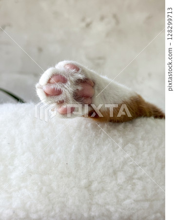 A ginger and white cat paw sticking out of a bed. Visible pink paw pads. A ginger and white cat paw sticking out of a bed. Visible pink paw pads. 128299713