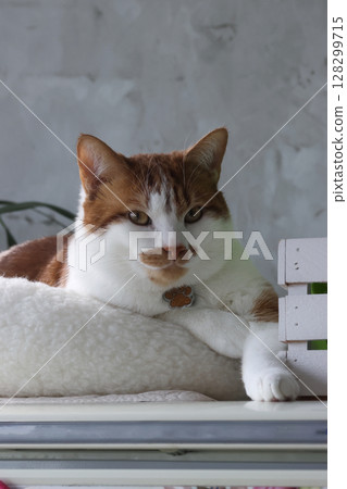 A ginger and white cat in a bed, stretching a paw forward. Thoughtful expression. A ginger and white cat in a bed, stretching a paw forward. Thoughtful expression. 128299715