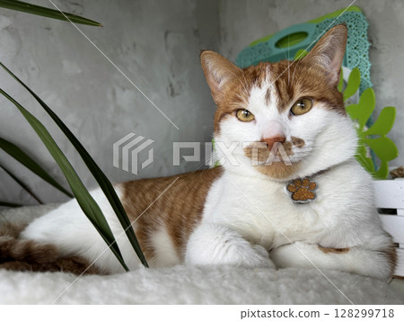 A ginger and white cat sitting in a bed with paws tucked, looking at the camera. 128299718