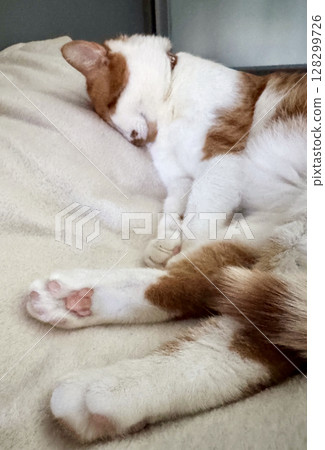 A ginger and white cat sleeping on its side with paws stretched out. 128299726