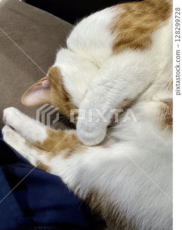 A ginger and white cat sleeping curled up in a ball. Close-up. A ginger and white cat sleeping curled up in a ball. Close-up. 128299728