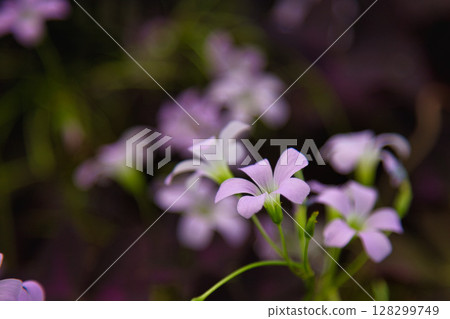 Yuri no Sato Park 128299749