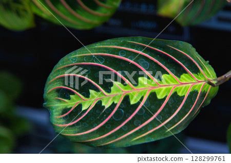 Yuri no Sato Park 128299761