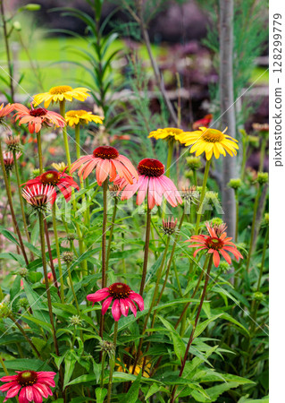 Orange echinacea flowers blooming vibrantly in a summer garden Orange echinacea flowers blooming vibrantly in a summer garden 128299779