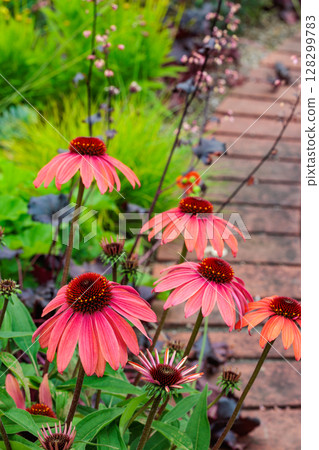 Orange echinacea flowers blooming vibrantly in a summer garden Orange echinacea flowers blooming vibrantly in a summer garden 128299783