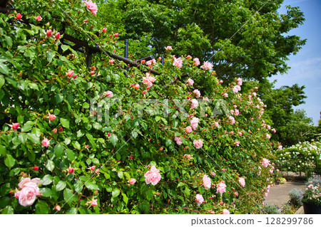 Yuri no Sato Park 128299786