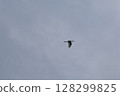 Flying wild birds 128299825