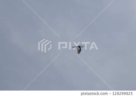 Flying wild birds Flying wild birds 128299825