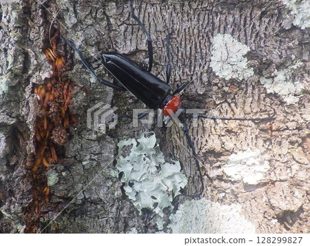Kubia Cutlet Beetle Kubia Cutlet Beetle 128299827