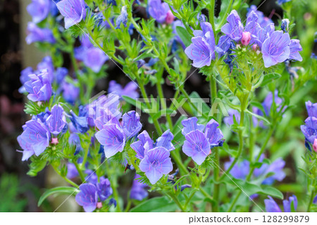 花園裡盛開著美麗藍花紫草（Echium bluebedder）花 128299879