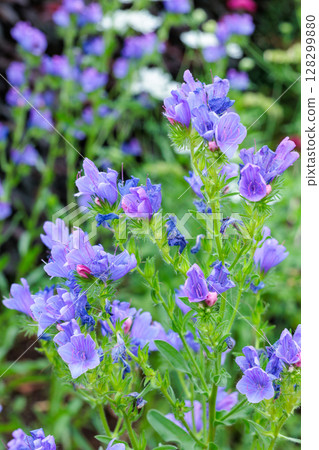 Beautiful blooming Echium bluebedder (vulgare) flowers in the garden 128299880