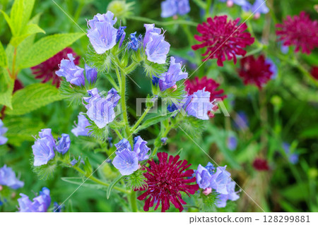 Beautiful blooming Echium bluebedder (vulgare) flowers in the garden Beautiful blooming Echium bluebedder (vulgare) flowers in the garden 128299881