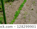 Farm of home garden 128299901