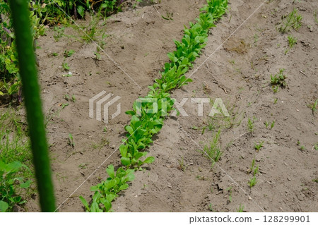 Farm of home garden Farm of home garden 128299901
