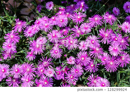 初夏花園裡盛開的鮮豔雛菊花 128299924
