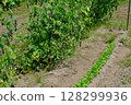 Vegetable garden 128299936