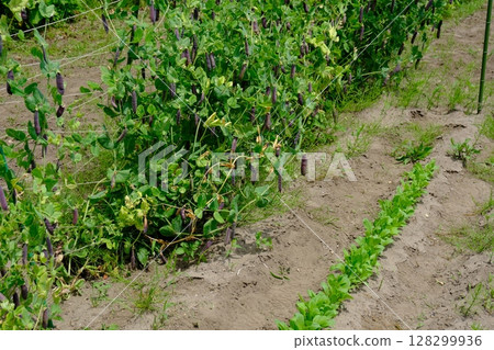 菜園 128299936