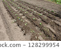 Planting sweet potato 128299954