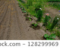 Planting pumpkins 128299969