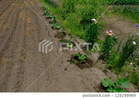 種植南瓜 128299969