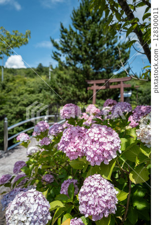 【第8寺】熊谷寺的繡球花【四國88寺】 【第8寺】熊谷寺的繡球花【四國88寺】 128300011