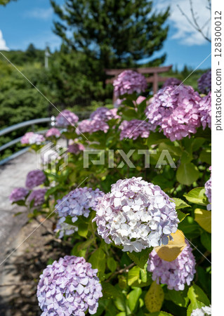 【第8寺】熊谷寺的繡球花【四國88寺】 【第8寺】熊谷寺的繡球花【四國88寺】 128300012