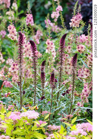 Liatris flowers blooming neatly in the early summer garden Liatris flowers blooming neatly in the early summer garden 128300019