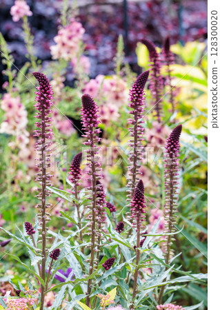 Liatris flowers blooming neatly in the early summer garden Liatris flowers blooming neatly in the early summer garden 128300020