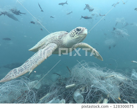 Turtle Amidst Ocean Debris 128300075