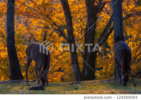 古城奈良的秋天:奈良公園的黃昏、鹿與秋葉 古城奈良的秋天:奈良公園的黃昏、鹿與秋葉 128300093