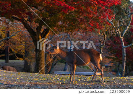 古城奈良的秋天：奈良公園的黃昏、鹿與秋葉 128300099