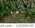 Onions in the field 128300105