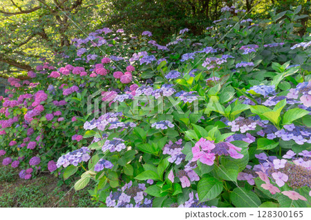 大久野島的繡球花 大久野島的繡球花 128300165