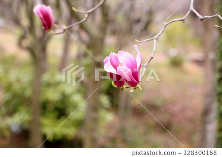 Magnolia japonica flower Magnolia japonica flower 128300168