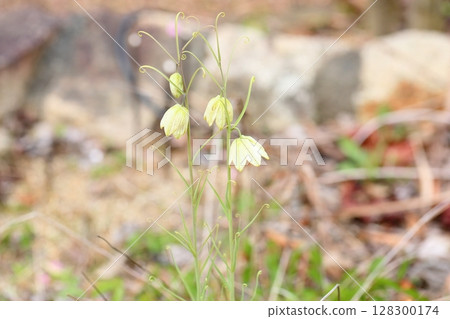 Amigasa百合花 128300174