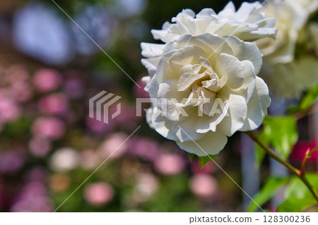 A rose garden in full bloom dedicated to lovers 128300236